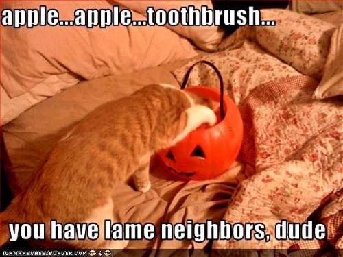 cat halloween trick.jpg